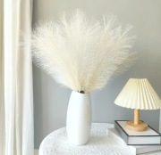Biała trawa pampasowa 22 szt. 55cm 
