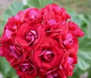 sadzonka pelargonii Rose of Bulgaria 