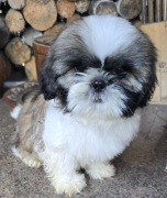 Shih tzu,śliczny szczeniak tri color,