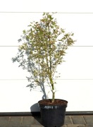 KLON PALMOWY ORI ZURU * DUŻY OKAZ * SUPER