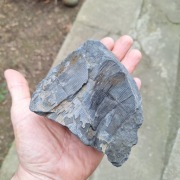 Skamieniałość 3d Kalamit z rodzaju skrzypowych