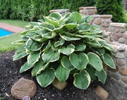Funkia Hosta 'Christmas Tree' 022