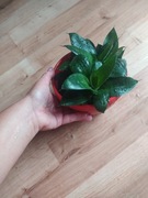 Sansevieria rozetkowa Golden Hahnii 