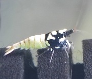 Taiwan KING KONG ONE STRIPE