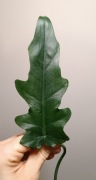 Philodendron magnificum sadzonka cięta 