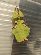 Liściec Phyllium giganteum