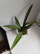 Sansevieria tessa