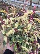 Kiscien wawrzynowy 'Makijaż'