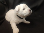 Samoyed FCI szczeniaczki ZKwP Samojed