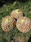 ORZECHY LASKOWE W SKORUPIE Z WŁASNEJ PLANTACJI 1KG