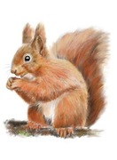 PLAKAT A3 WIEWIÓRKA las zwierzę leśne MONTESSORI