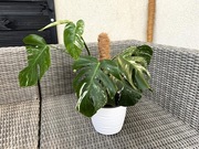 Monstera Deliciosa Variegata pięknie wybarwiona
