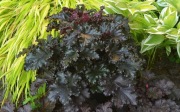 Heuchera Zurawka Black Taffeta don C1