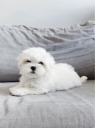 Piesek Maltańczyk ZKwP