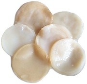 GRZYBEK HERBACIANY GRZYB KOMBUCHA SCOBY 7cm KOMBUCZA STARTER