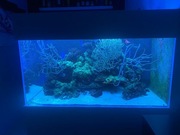 Akwarium słonowodne 120cmx60cm