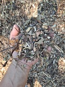 Zrębka drzewna Kraków, zrębki Kraków, transport Kraków i okolice