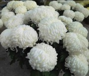 PIĘKNE CHRYZANTEMY mix kolorów rodzajów DETAL HURT