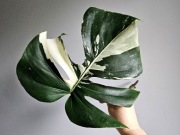 Monstera Jungle Mint naturalny mint duża pędówka nr1