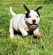  Szczeniaki American Bully ABKC