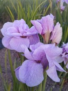 Irys syberyjski 'Imperial Opal' Iris sibirica