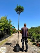 Prunus eminens Umbraculifera, Wiśnia osobliwa, pień 220cm, obw.8-12cm