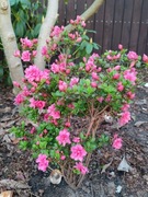 Azalia japońska 'Babushka' różowa