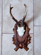 Trofeum myśliwskie – czaszka kozła na ozdobnej desce