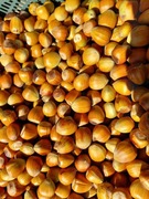 Orzechy laskowe "mołdawiańka" duże