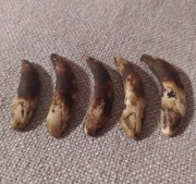 Wisiorek ząb dzika amulet 