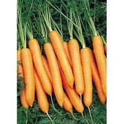 Marchew Nantes 5 - Fantazja 2g - Nasiona Holenderskie