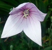 Platycodon grandiflorus rozwar wielkokwiatwowy różowy 100 n