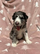 Owczarek / Pudel Aussiedoodle Silver Merle