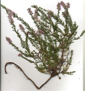 Zielnik (rośliny) -  30 gatunków. Od botanika