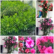 Oleander sadzonki Rózario o pachnących kwiatach 