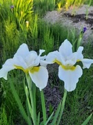 Irys syberyjski 'Viel Creme' Iris sibirica