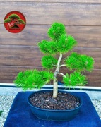 Sosna gęstokwiatowa 'Alice Verkade' formowana na wzor bonsai