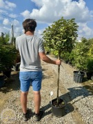 Oliwnik zimozielony / Elaeagnus ebbingei / Pień 100cm / Obw.8-10cm