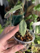 hoya coriacea silver | sadzonka rosnąca
