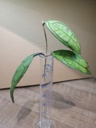 Hoja Hoya Clemensiorum 