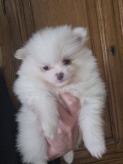 Szpic miniaturowy (Pomeranian) samczyk i sunia