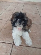 Shih tzu suczka 