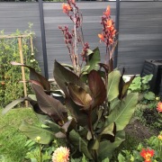 Nasiona Canna Tropicanna