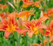 LILIOWIEC RDZAWY DUŻE KŁĄCZE - WIEJSKI OGRÓD - OGRÓD BABCI