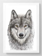 PLAKAT A3 WILK las zwierzę leśne MONTESSORI