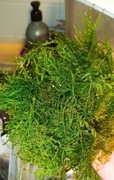 Mech Java moss  piękne gałązki.. Do akwarium i terrarium. Moss Java