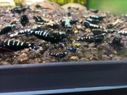 Krewetki Galaxy i Fishbone Black 40 szt.