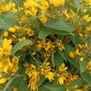 Tojeść pospolita ziele suszone z Bieszczad 50g