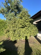 Magnolia drzewo/krzak