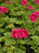 Pelargonia caliope - Hot Rose